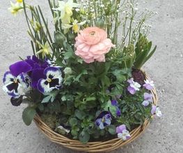 Blütenpracht Hirschi GmbH Bild 7