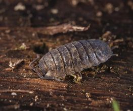 Insectokill Bild 9