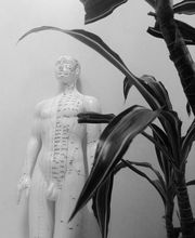 Marion Leprat - Médecine Traditionnelle Chinoise image 6