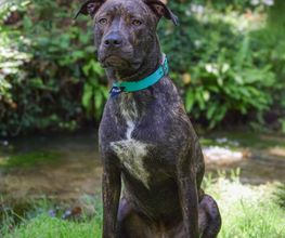Dog & Picture image 7