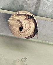 CLG Nuisibles image 10