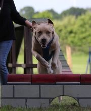 Hundeschule RolfsRudel  Rolf Matar Bild 11