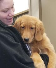 Back Mountain Veterinary Hospital image 18