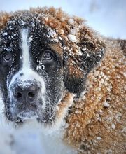 pattounesblog.com image 4