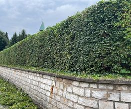 Gartenservice Mark Miess Bild 19