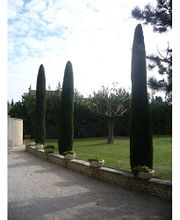 NOC Frères - Parcs & Jardins / Elagage image 4