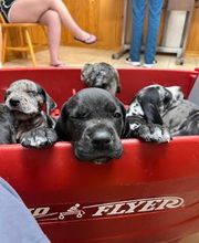 Middendorf Animal Hospital & Laser Centre image 1