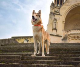 Dog & Picture image 5