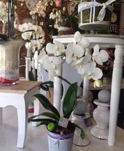 Nathalie Rousseaux image 3