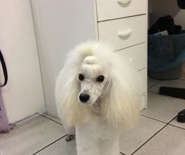 PRINCESS CANICHE image 6