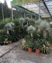 Pépinière Côté Jardin image 7