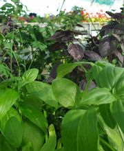 La Planterie image 3