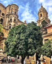 Olivo Homes imagen 3