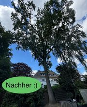 Nadrowski Baumdienst Bild 9