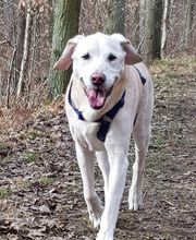 Keep Cool Dog image 9