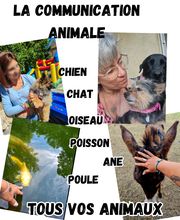 Un Pas Après l' Autre image 9