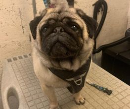 Domidogs image 7