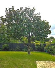 Baum élagage image 6