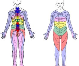 Dermatome dorsal und ventral.jpg