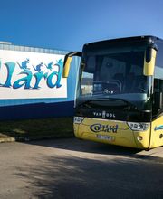 Cars Collard image 12