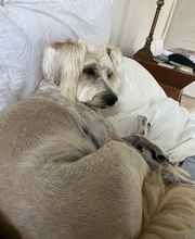 Mutt Hut Pet Grooming image 16