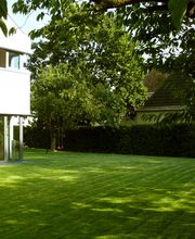 Der Grüne Baum Bild 8