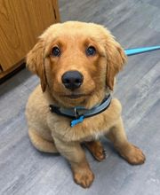 Anchor Animal Hospital image 2