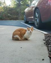 Pinetree Animal Hospital image 4