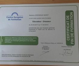 DOG EDUC Academy image 6