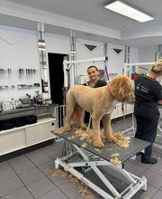 Doggrooming Ramstein Bild 2
