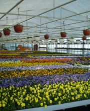 Eigenproduktion Frühjahrsblumen