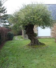 Dolmen Jardin image 5