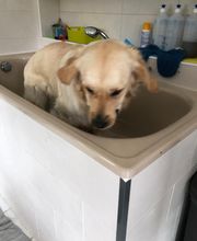 Chez Miss Perle image 14