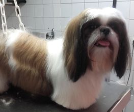 Animalook image 18