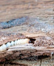 Abando Desinfecciones imagen 3