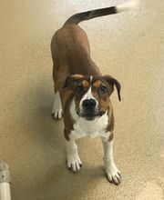 Humane Society Of Greater Miami North image 2
