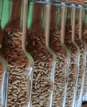 Domschatten Privatbrauerei Bild 7