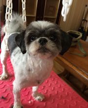 Toilettage canin et felin à domicile image 4