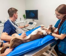 VetGenève - Clinique vétérinaire Bild 13