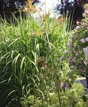 Elztal Gartenbau Bild 59