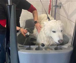 AU CHARME CANIN image 6