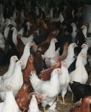 La Poussinière SCEA image 5