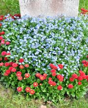 Friedhofgärtnerei Köniz Bild 3