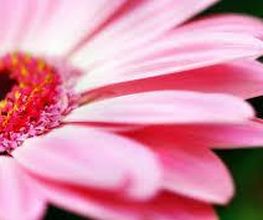 Il Etait Une Fleur image 1