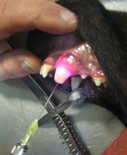 Dierenarts Meemortel De