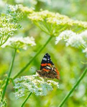 Adriënne Pijnenburg Tuinontwerp + Grafische Vormgeving afbeelding 5