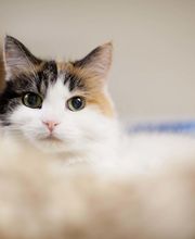 Harbor Animal Hospital image 2