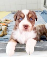 Elevage des Bois de Loge Borgne image 7