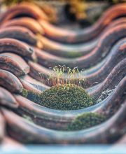 Damien Schied image 2