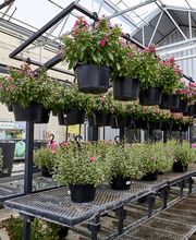 Garden Center Detail Shot